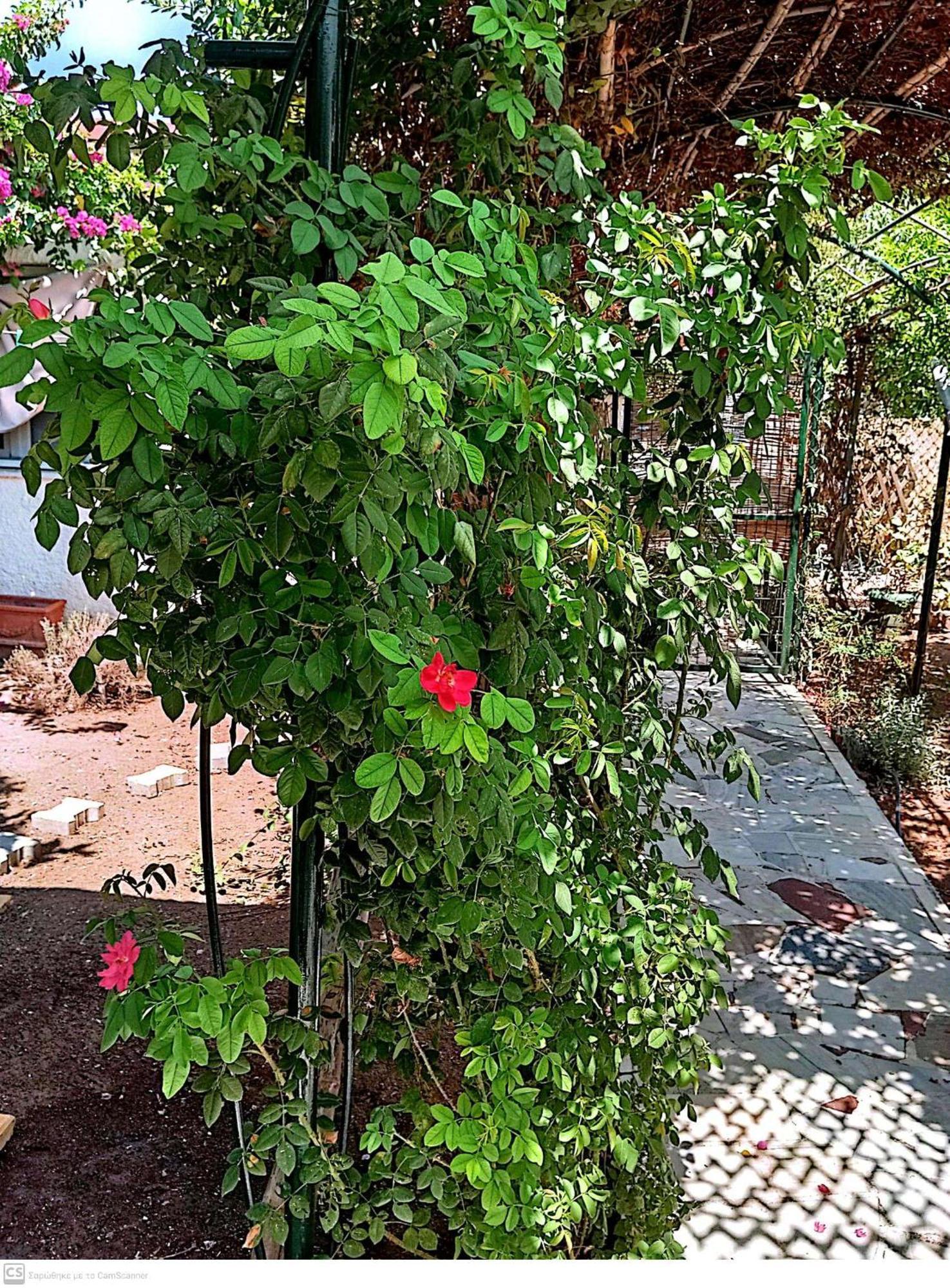 Εξοχικό Maria Villa Ambelakia ภายนอก รูปภาพ